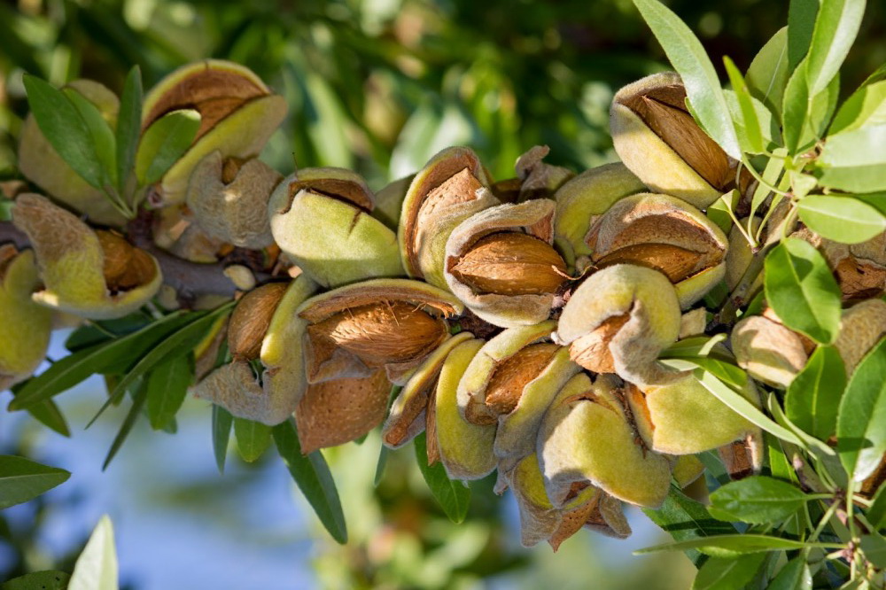 Как растет миндальный орех фото и где миндаль в природе