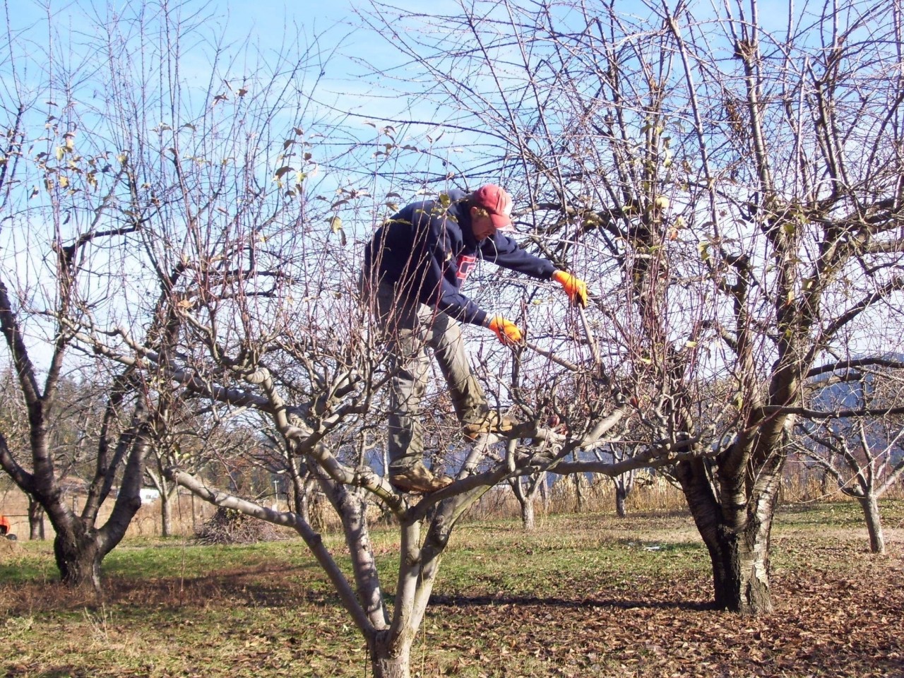 Как правильно подстричь плодовые деревья