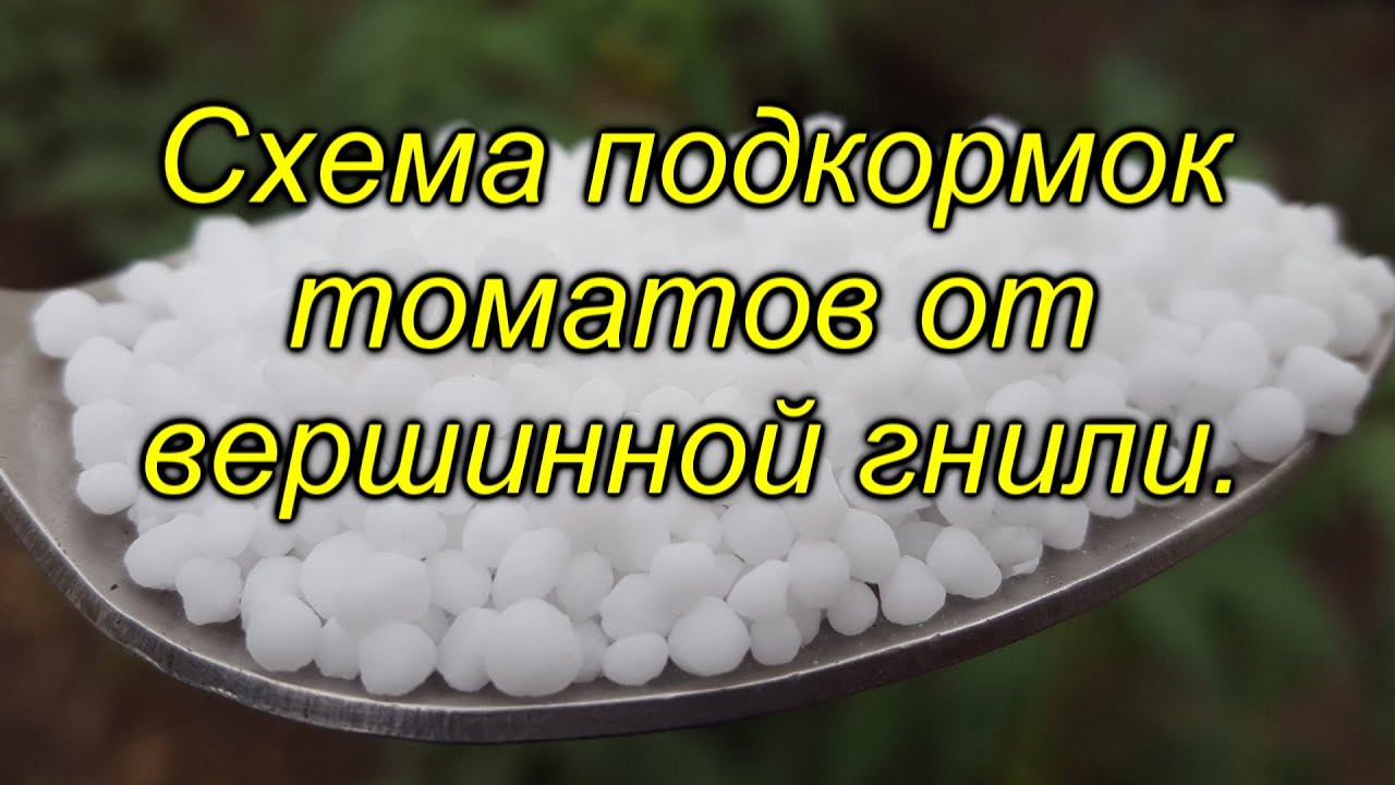 Кальций для томатов схема подкормок от вершинной гнили