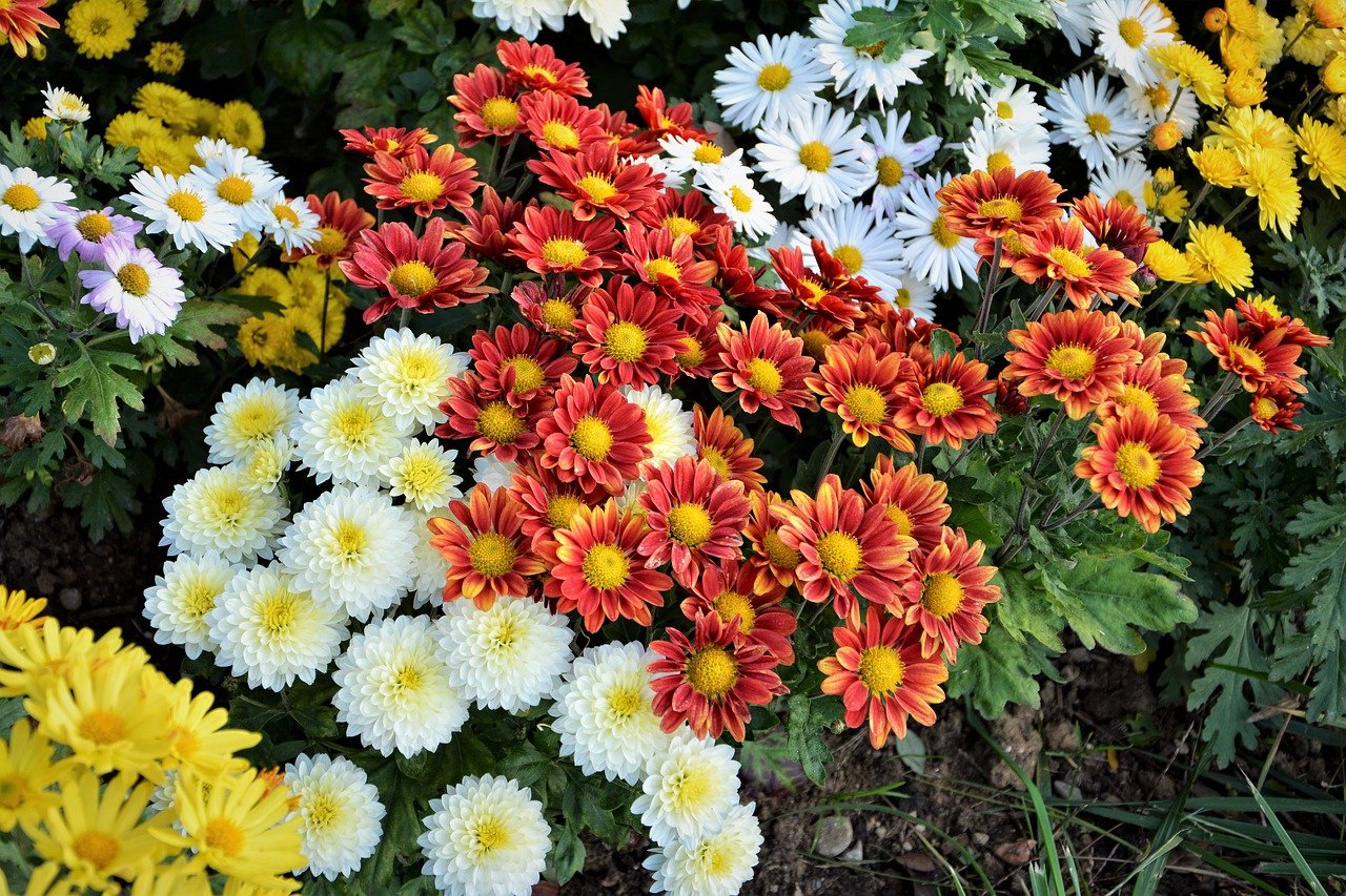 Однолетние цветы для дачи фото с названиями цветущие кустовые