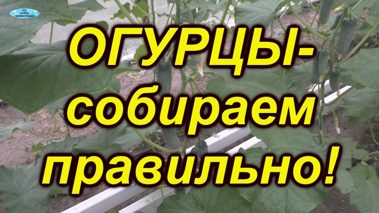 Когда лучше собирать огурцы утром или вечером