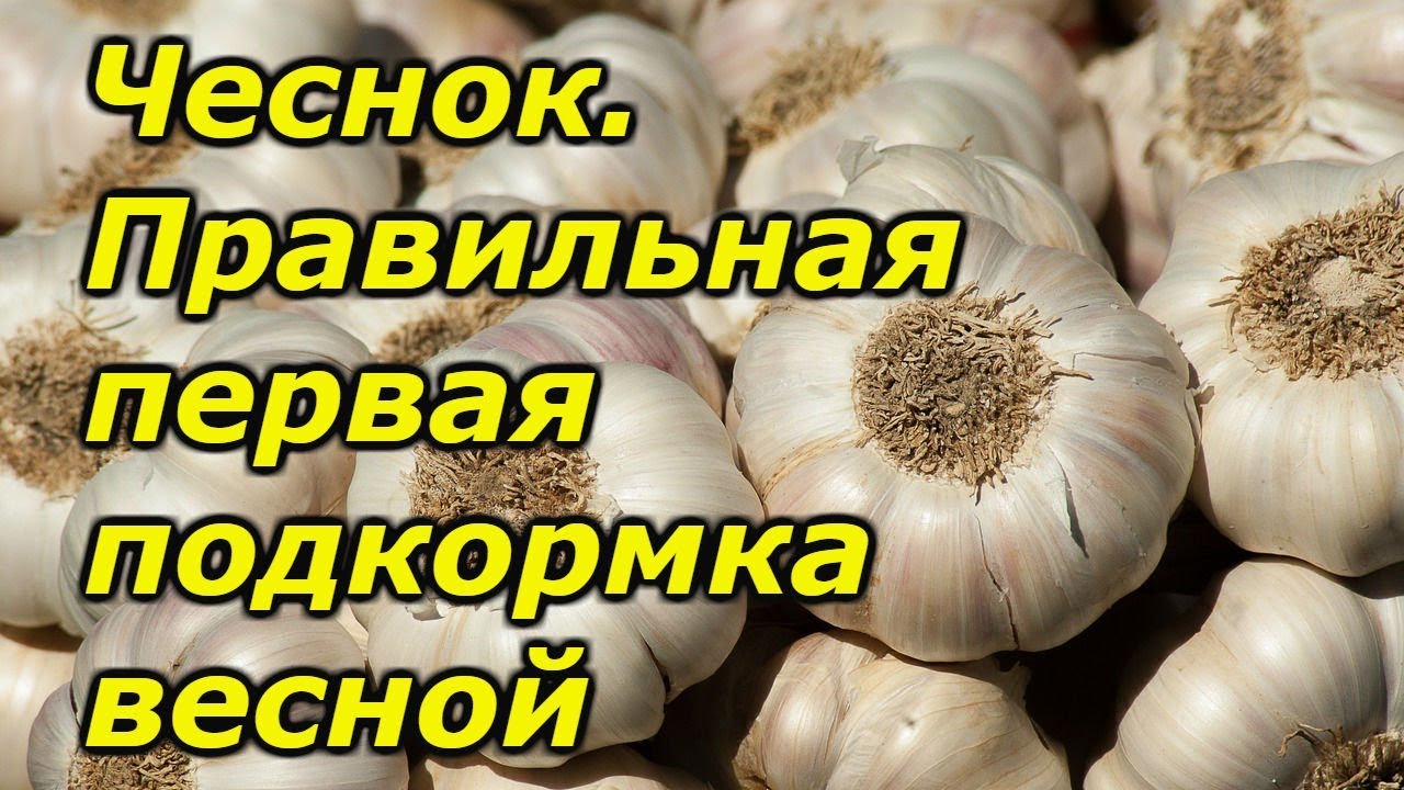 Схема подкормки озимого чеснока