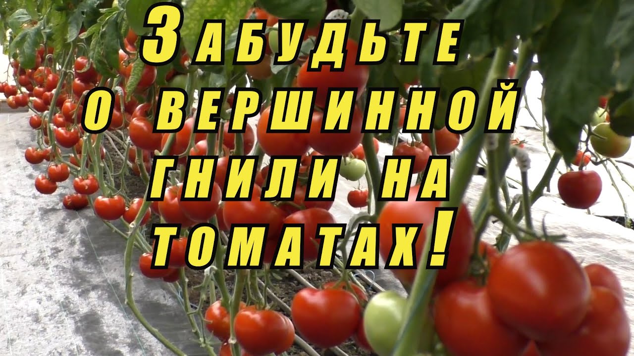 Спасти помидоры. Помидоры устойчивые к вершинной гнили. Томат яблочный спас. Яблочный спас томат описание.